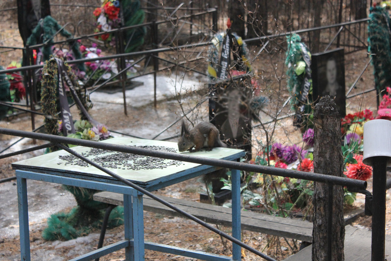 Депутат призвал подумать о читинском кладбище