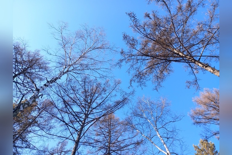 «Черные лесорубы» спилили деревьев на 10 миллионов рублей
