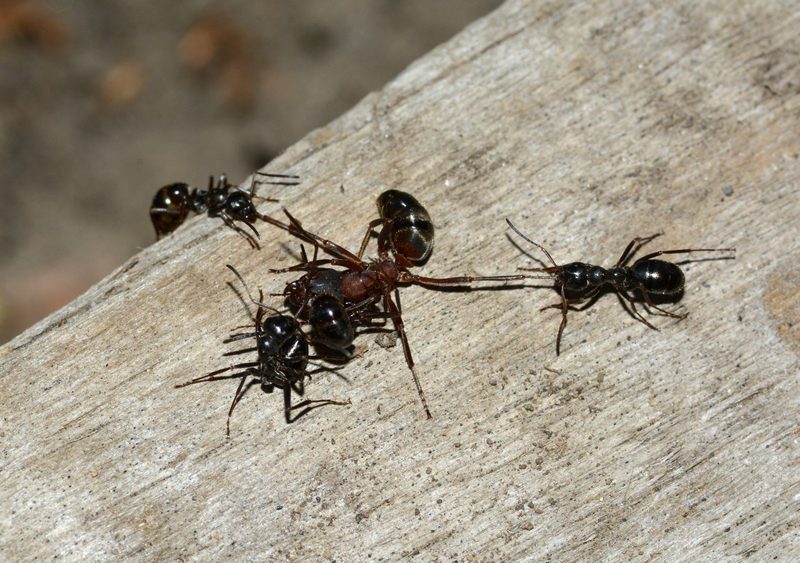 Бурые лесные муравьи пытаются растянуть соперника за лапки