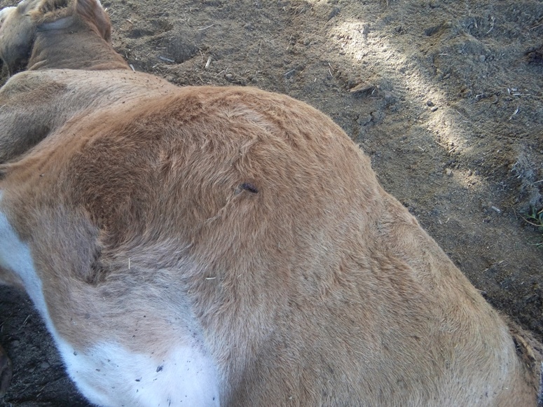 Неизвестные ранили 15 коров на пастбище возле села в Забайкалье