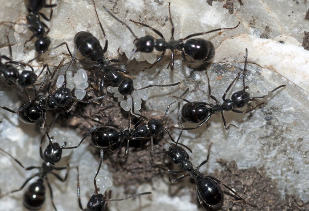  Бурые лесные муравьи