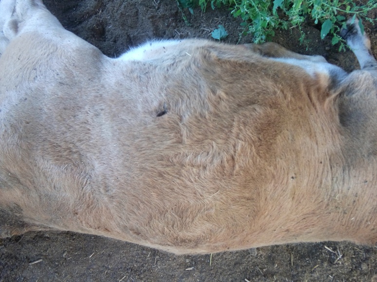 Неизвестные ранили 15 коров на пастбище возле села в Забайкалье