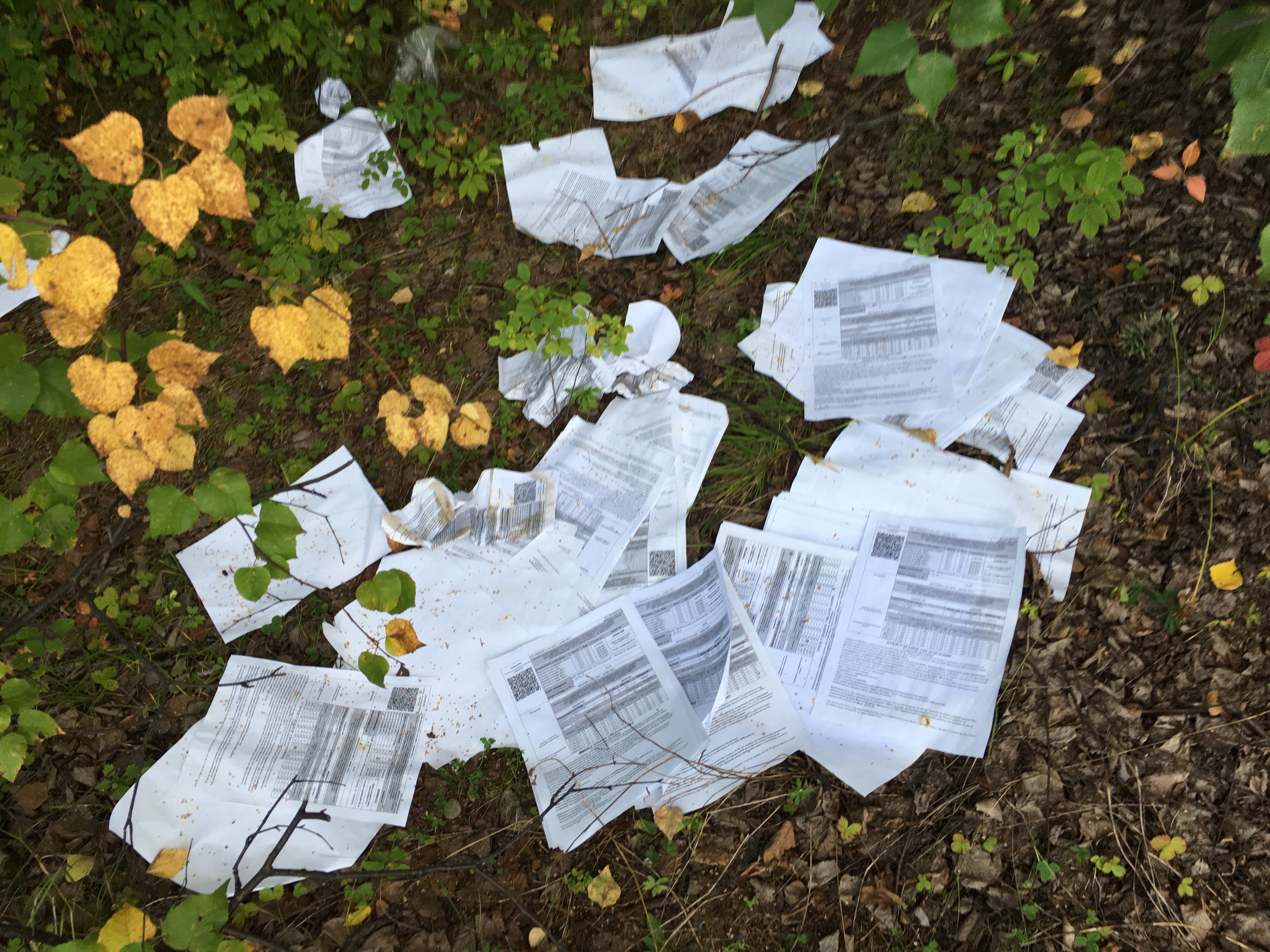 Жители Могочи нашли в лесу письма и документы, выброшенные почтальонами